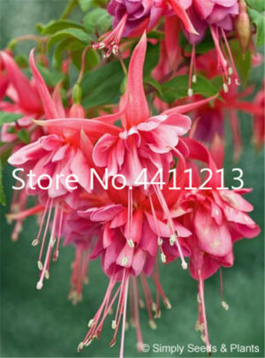 100 Pcs Japanese Fuchsia Bonsai Garden Balcony Lanterns Flowers Spectabilis Potted Flowering Diy Plant - 2