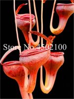 200 Pcs Bonsai Dionaea Muscipula Giant Clip Venus Potted Insectivorous Plants Flycatcher Garden - 3