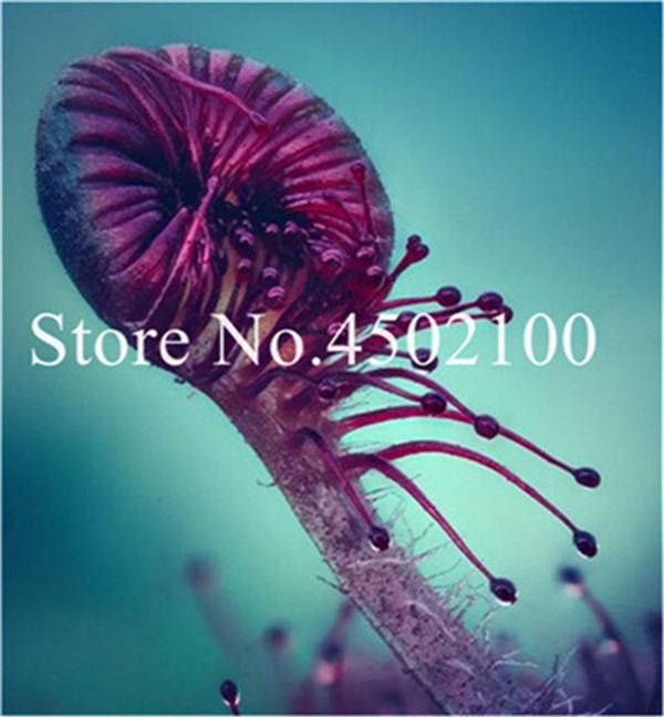 200 Pcs Dionaea Muscipula Giant Clip Venus Potted Flycatcher Insectivorous Species For Indoor Greenery - 4