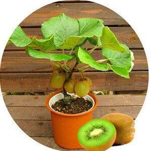 Fruit Garden Potted Plants Mini Tree Rich Beautiful Bonsai Trees Kiwi Flores100