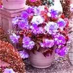 100 Pcs Colorful Begonia Bonsai Mixed Color Rieger Begonias Flower Plant Potted Family Garden Balcony - 3