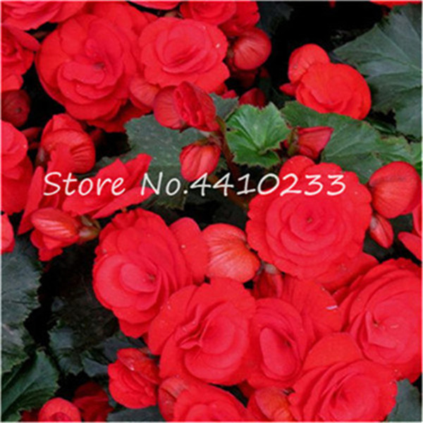 100 Piece Vibrant Begonia Mix Stunning Rieger Begonias Perfect For Balcony Decorations And Landscaping - 2