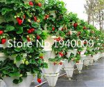 500pcs Climbing Gaint Strawberry Bonsai Tree Organic Sweet Juicy Fruit Potted Plants Home Garden Budding Rate 97% - 6