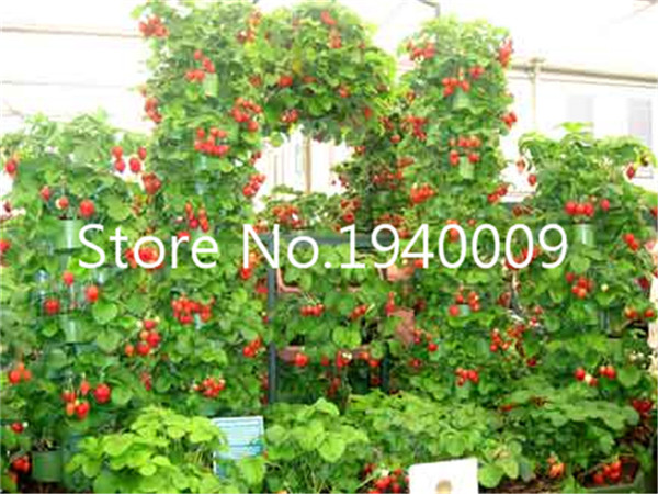 500pcs Organic Giant Climbing Strawberry Tree Sweet Juicy Fruit 97 Budding Rate Ideal For Indooroutdoor Landscaping - 6