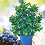 50pcs Rare Blueberry Bonsai Fruit Tree Highbush Blueberries Diy Countyard Plants Garden Easy To Grow - 2