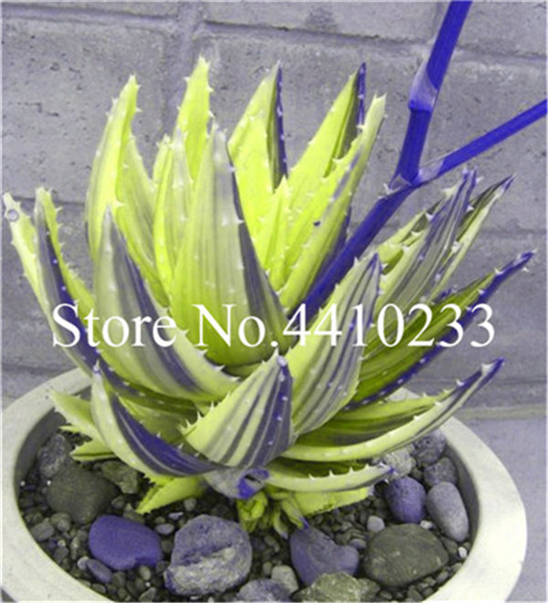 Toprated 150 Pcs Rainbow Aloe Mini Succulentas Rare Edible Beauty Cosmetic Flower For Indoor Decoration - 5