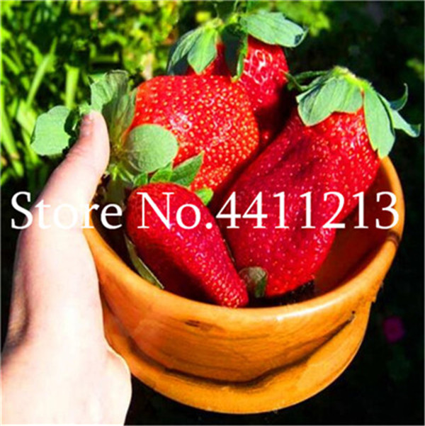 200 Piece Pack Of Giant Strawberry Supersized Red Fruit Tasty And Juicy For Indoor Cultivation - 2
