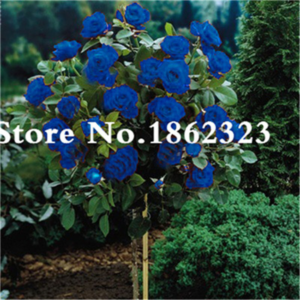 50pcs Exotic Rose Tree Kit Balcony Yard Decoration Four Seasons Sowing Fun Diy Project - 3