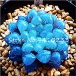 100 Pcs Bonsai Yulu Pseudotruncatella Living Stone Lithops Succulent Desktop Indoor Flowers Anti-radiation Purify - 2