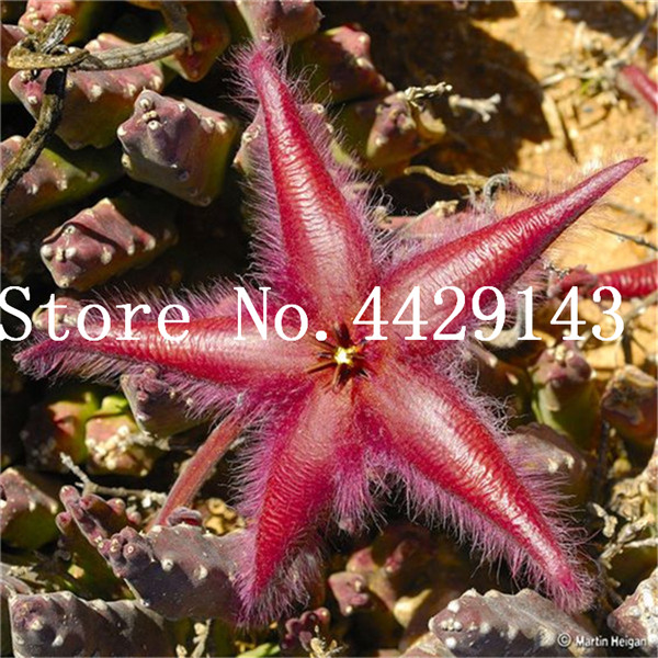 100 Pcs Stapelia Pulchella Vibrant Cactus Succulents Effortless Cultivation Ideal For Diy Landscaping - 3