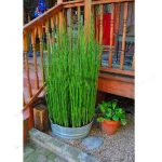 Fresh Moso Bamboo Plants Sprout 99% Bambu Bambusa Lako Tree Plantas Diy Home Garden Bonsai