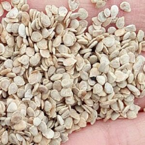 200 Pcs Rushed Outdoor Plants Promotion Garden Tomato Bonsai Potted Balcony Fruit Vegetables - 2