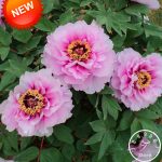 Big Peony Garden Black Purple Flower Potted Bonsai Plant Flores 10 Pieces - 6