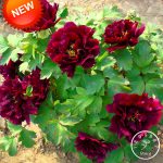 Big Peony Garden Black Purple Flower Potted Bonsai Plant Flores 10 Pieces - 2