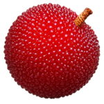 10pcsbag Sweet Rubra Bonsai Rare Organic Exotic Tropical Fruit Tree Edible Chinese Strawberry Potted Plant - 6