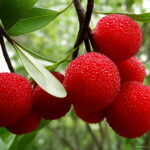 10pcsbag Sweet Rubra Bonsai Rare Organic Exotic Tropical Fruit Tree Edible Chinese Strawberry Potted Plant - 2