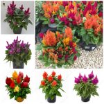 Bonsai 500pcs Cockscomb Flower Diy Plantas Flowers Perennial Garden - 6