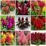 Bonsai 500pcs Cockscomb Flower Diy Plantas Flowers Perennial Garden