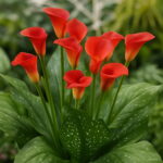 100 Pcs Calla Lily Bonsai Rare Plants Flowers Room Rhizome Zantedeschia Aethiopica Houseplants Home Garden Palnt - 6