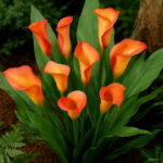 100 Pcs Calla Lily Bonsai Rare Plants Flowers Room Rhizome Zantedeschia Aethiopica Houseplants Home Garden Palnt - 3