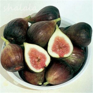 50 Pcs Rare Tropical Fig Bonsai Mini Outdoor Amp Indoor Tree Potted Plant Garden Fruit Home Planting Germination Frutas - 2