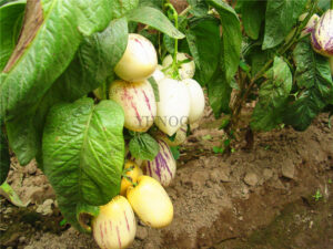 Rare Fruit Ginseng Mini Sweet Melon Nutritional Potted Plants Planted In Home - 2