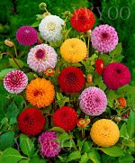 30pcs Multi-colored Dahlia Flores Bonsai Flower Plant Plantas Home Amp Garden - 3