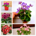 200pcs Mixed Color Mini Violet Garden Plants Flowers Perennial Herb Matthiola Incana
