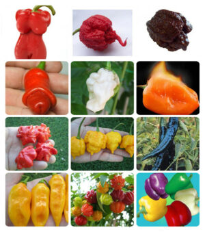 500 Grain Pack Garden Plants Peter Pepper Bonsai Colour Peppers Vegetable Magic Bon