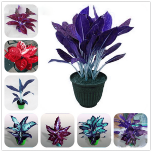 Rare Color Aglaonema Bonsai 100 Pcs Beautiful Mosaic Perennial Evergreen Trees Flower Indoor Ourdoor Plant Pot