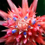 100pcs Bonsai Colorful Cactus Bromeliad Tillandsia Bulbosa Air Plant Easy Growing Succulent Home Garden - 5