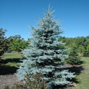 Tree Bonsais Home Garden Plant Evergreen Black Pine Colorado Blue Spruce Picea Pungens Glauca Courtyard Planters 10 Bonsai