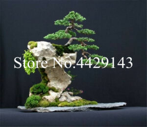 100 Pcs Redwood Bonsai Tree Grove - Home Ornamental-plant - 2