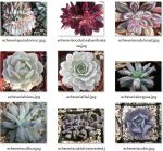 100pcs Fresh Real Echeveria Semillas - Bonsai Succulent Plant Sementes - 3