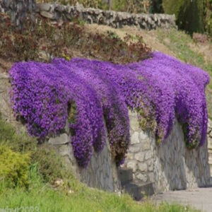 100pcs Rock Cressaubrieta Cascade Purple Flower Bonsaisdeer Resistant Superb Perennial Ground Cover Home Gardenyan Shi Qin - 2