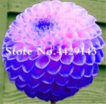 Rare Mixed Colors Dahlia Flower Beautiful Perennial Bonsai Plant Diy Home Garden 100 Pcsbag - 5