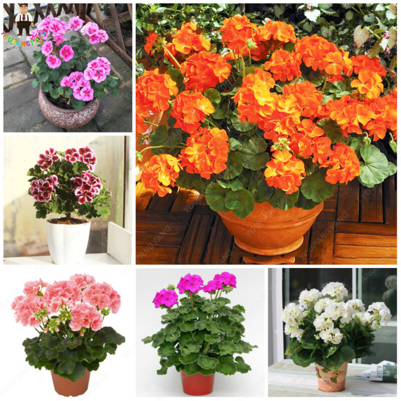 50pcs Geranium Pelargonium Potted Bonsai Flower Perennial Indoor Outdoor Home Garden Jardin Plant