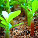 Best-selling! 1 Pcspack Unique Yellow Desert Rose Bonsai Ornamental Plants Flowers Garden Balcony Potted Adenium - 4