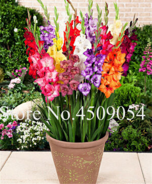 100 Pcs Rare Striped Gladiolus Sword Lily Garden Plant Flowers Orchid Bonsai Seedsplant Gandavensis High Survival Rate - 2