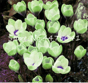100 Pcsbag Colorful Saffron Bonsai Plants Bulbs Outdoor Flower Crocus Potted Plant Home Garden Herb - 2