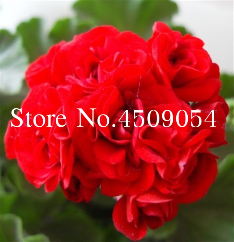 100pcs Geranium Flower Seeds Perennial Free