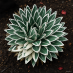 50 Particlebag 100% Genuine Rare Agave Bonsai Plant Tree Herbs Grass Succulent Home Garden - 5