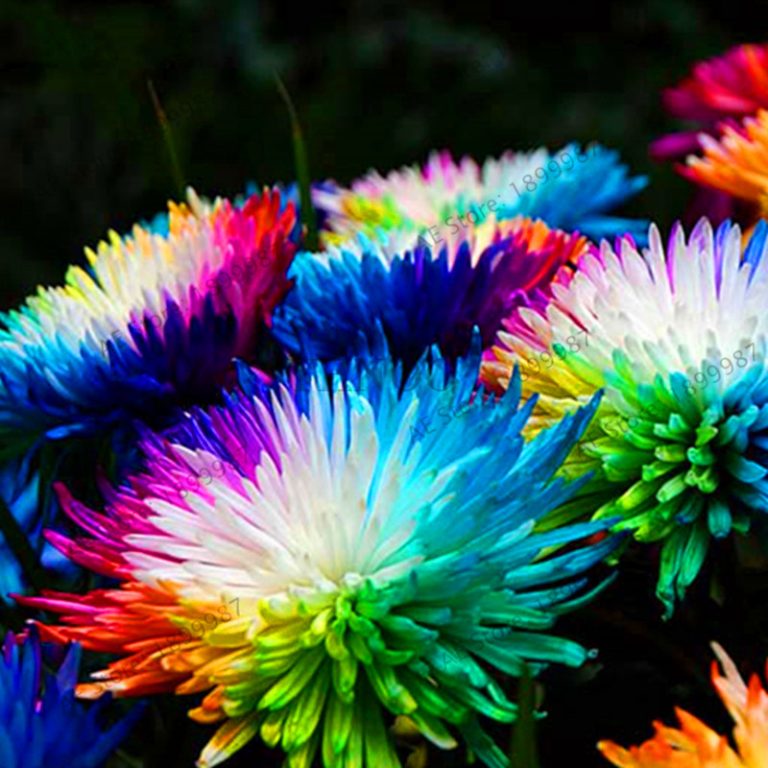 200pcs Rainbow Chrysanthemum Perennial Seeds