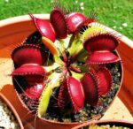 100pcs Dionaea Mosquito Novel Plant Home Courtyard Garden Rare Insectivorous Bonsai Giant Clip Venus Flytrap