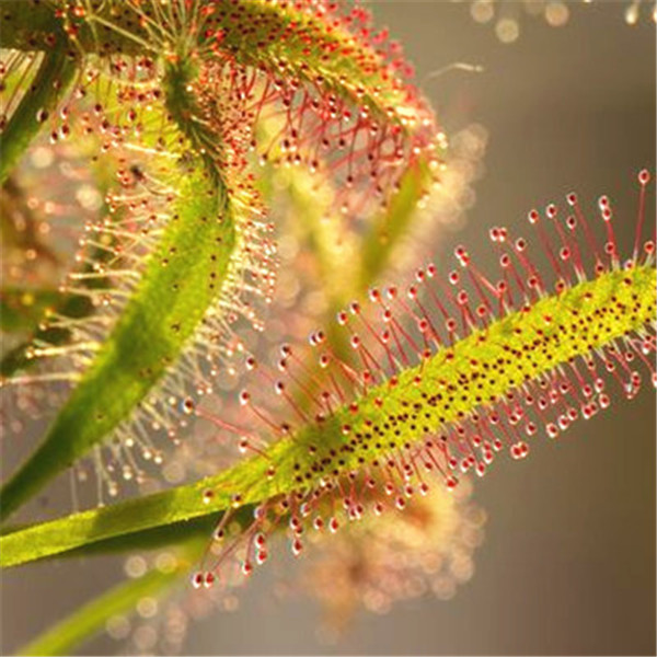 Huge 100pcs Drosera Peltata Sundew Carnivorous Species Venus Flytrap Hardy Succulent Collection - 6