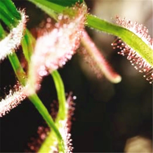 Huge 100pcs Drosera Peltata Sundew Carnivorous Species Venus Flytrap Hardy Succulent Collection - 3