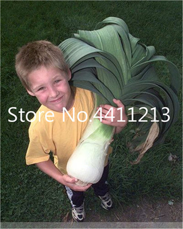 100 Pcs Giant Chinese Garlic Green Onion Sterilization Vegetable Potted Leek Organic Kitchen Herb Seeds - 5