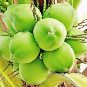 10pcsbag Coconut Tree Bonsaiperennial Tropical Fruit Plants Home Garden Juicy