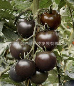 Black Jade Tomato Bonsais Organic Vegetable 200pcs