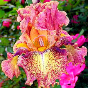 50pcsbag Mixed Color Iris Flower Bonsairare Flores Bearded Plantas Nature Plants Orchid Diy Garden - 2